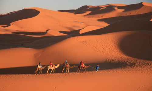 4 chameaux avec 4 personnes dessus guidés par un chamelier dans le désert marocain